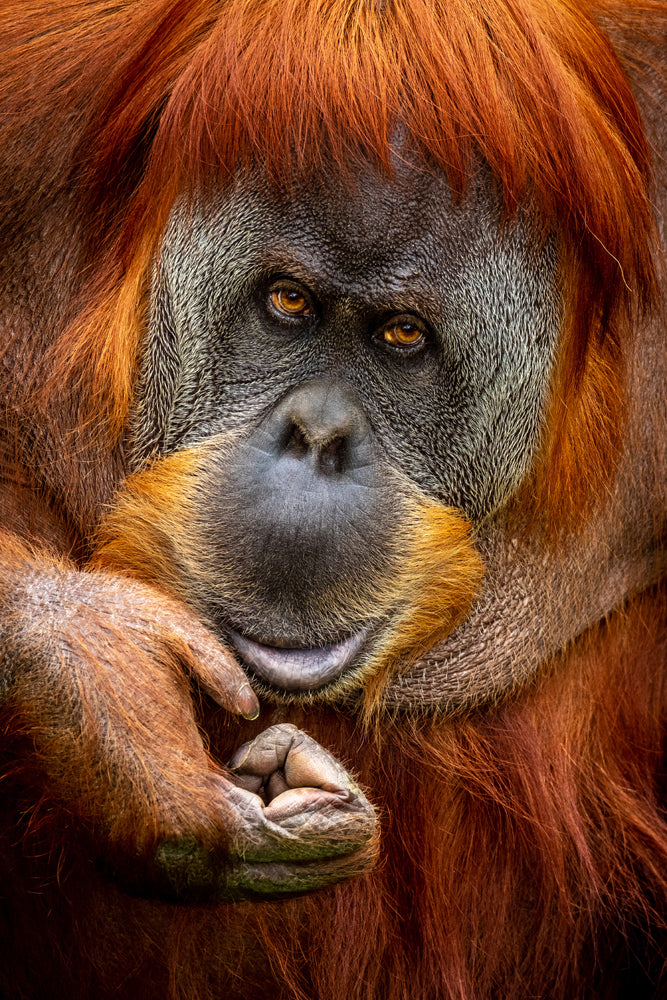 Akustikbild Slim Orang-Utan