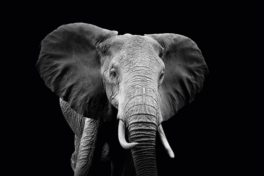 Akustikbild Slim Majestätischer Elefant