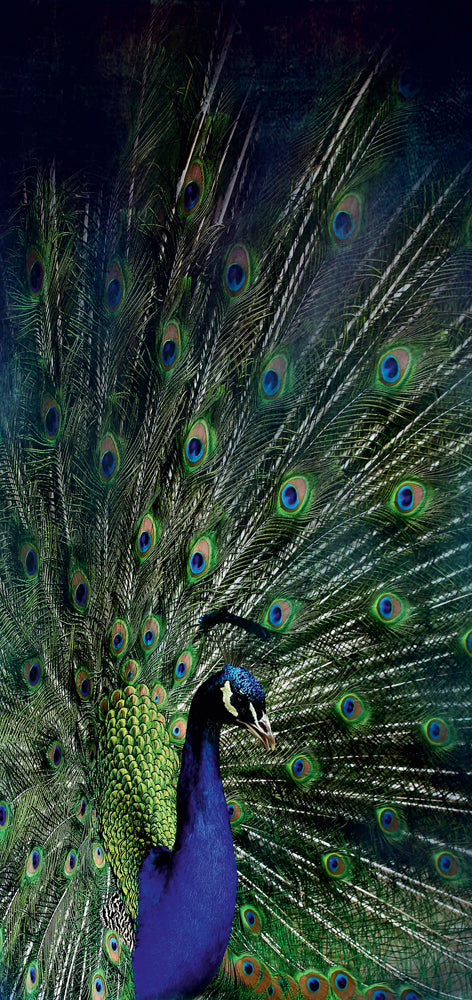 Akustikbild Slim Majestätischer Pfau