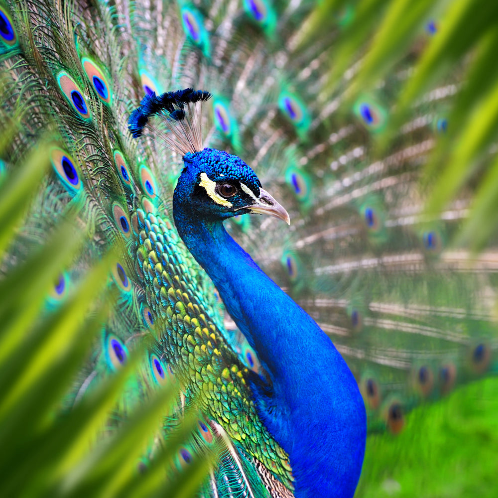 Akustikbild Slim Eleganter Pfau
