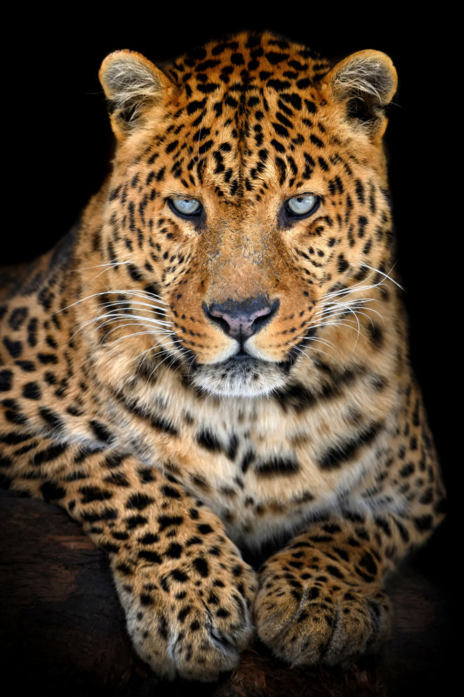 Akustikbild Slim Leo mit stahlblauem Blick