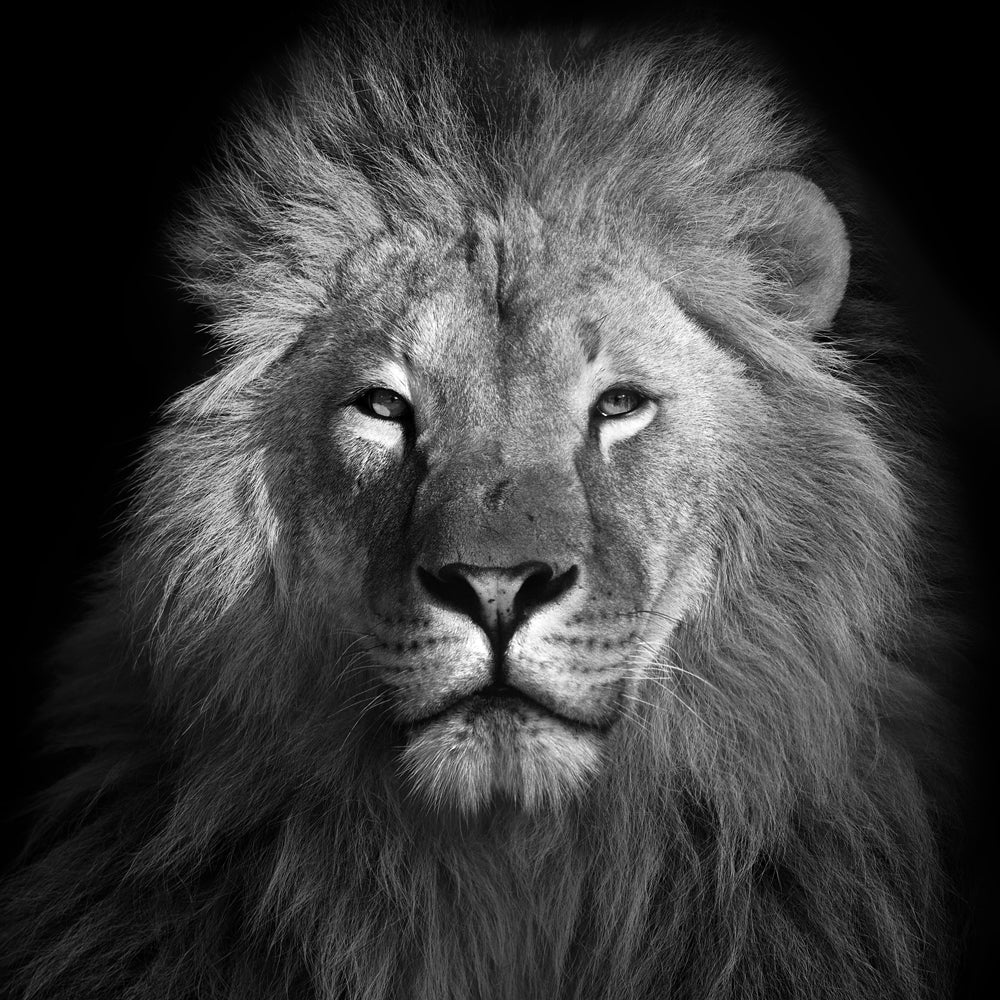Akustikbild Slim König der Löwen