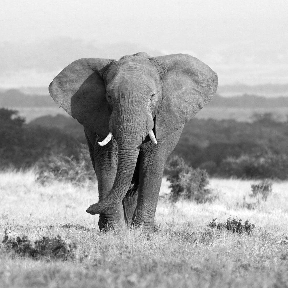Akustikbild Pro Elefant in der Steppe