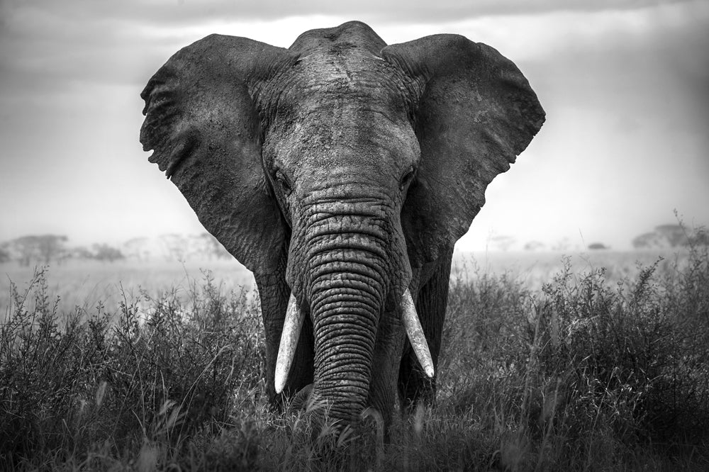 Akustikbild Pro Großer Elefant