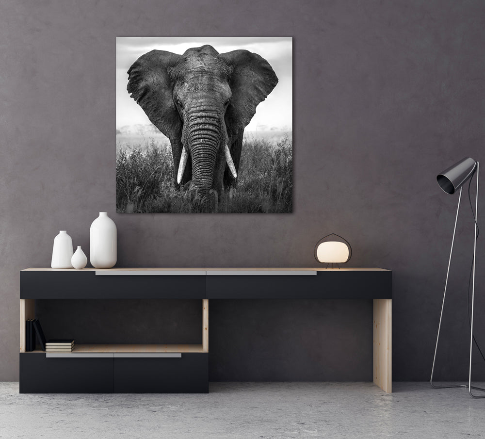 Akustikbild Pro Großer Elefant