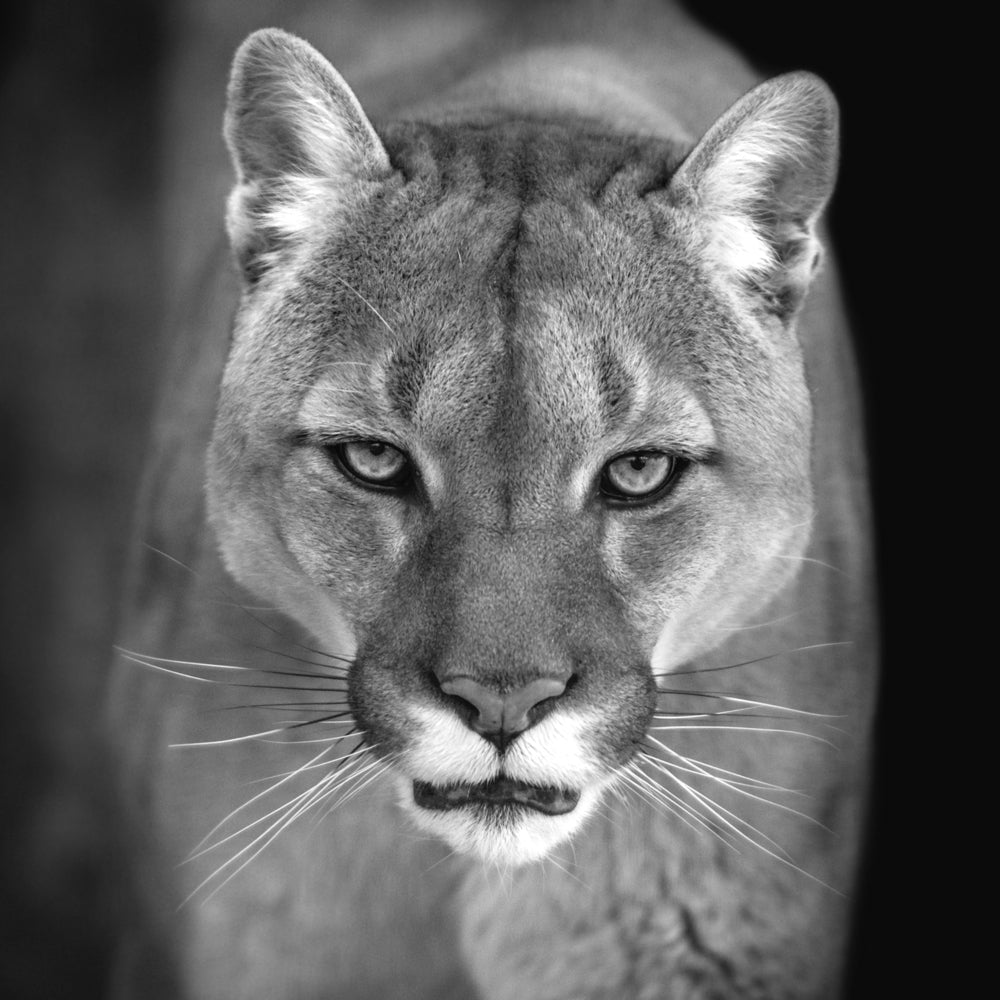 Akustikbild Pro Puma
