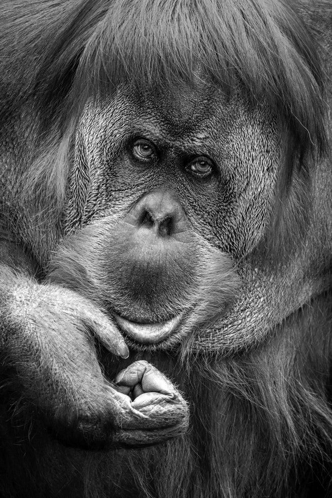 Akustikbild Pro Orang-Utan