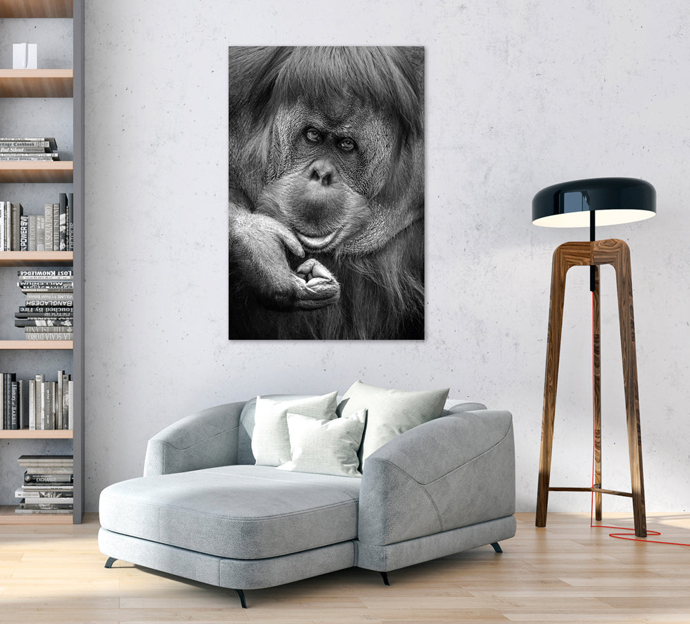 Akustikbild Pro Orang-Utan