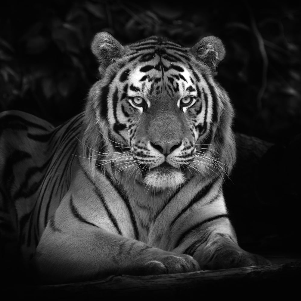 Akustikbild Pro Imposanter Tiger
