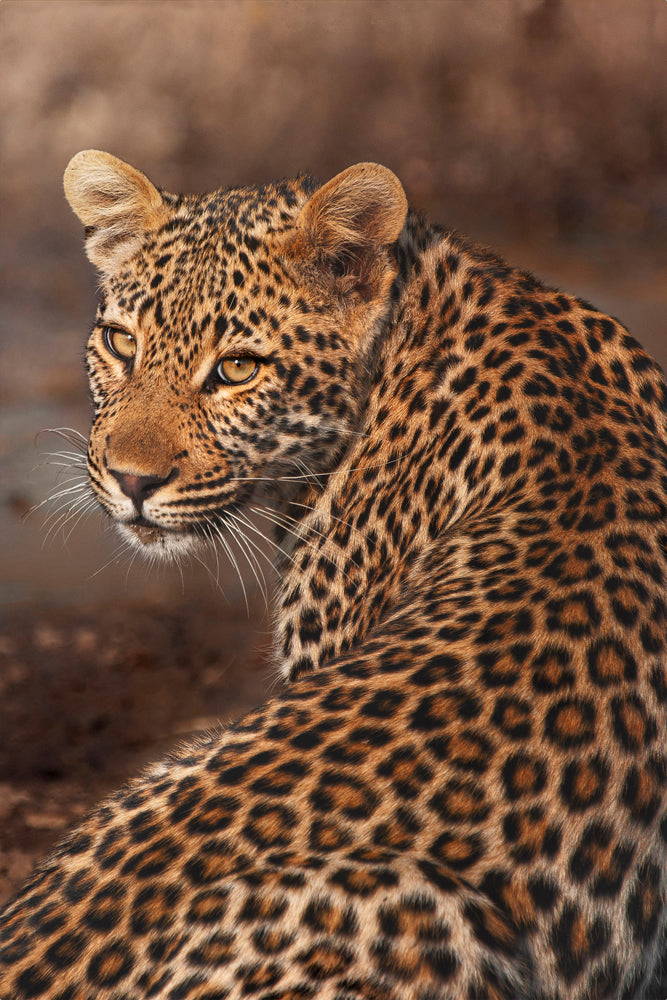 leopard