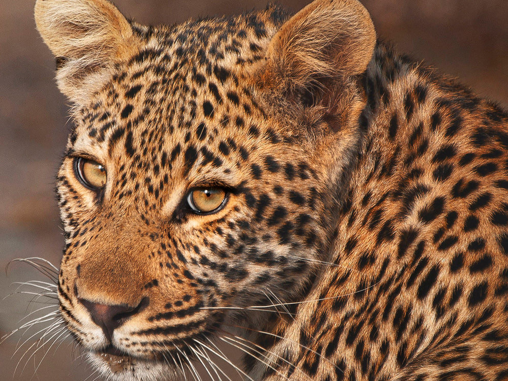 leopard