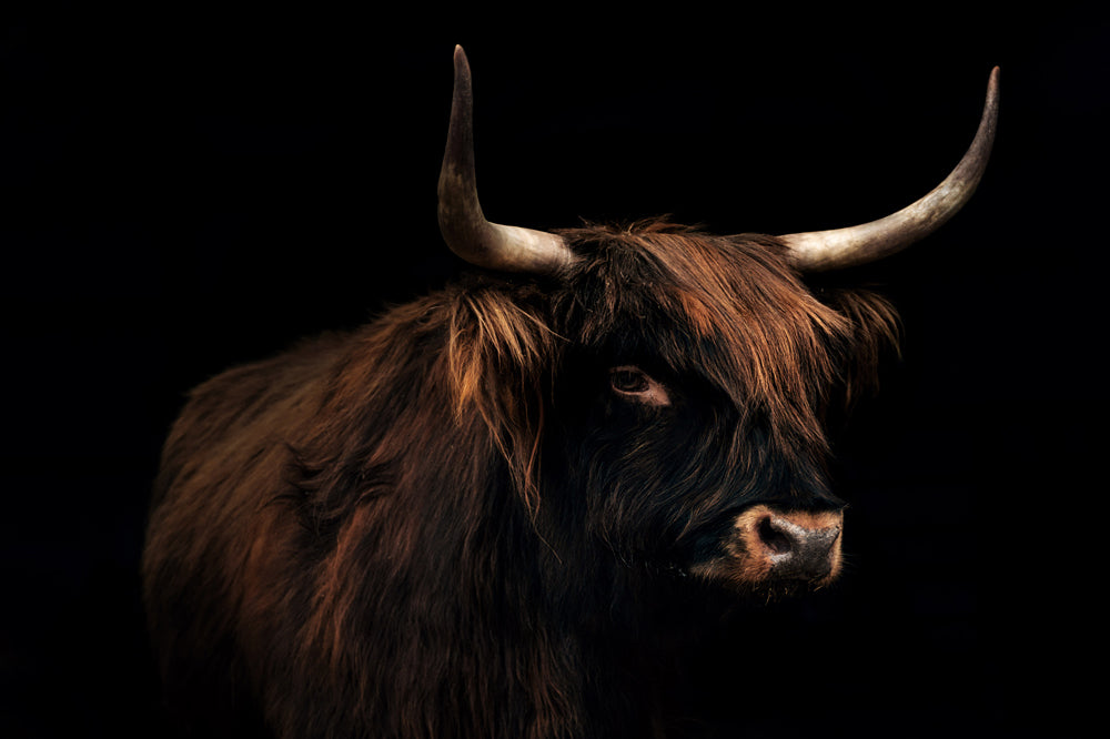 Glass Picture Highland Cow on Black