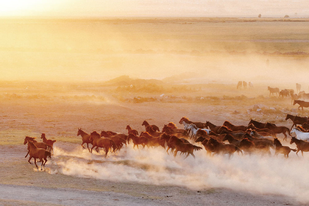Glass Picture Wild Horses I