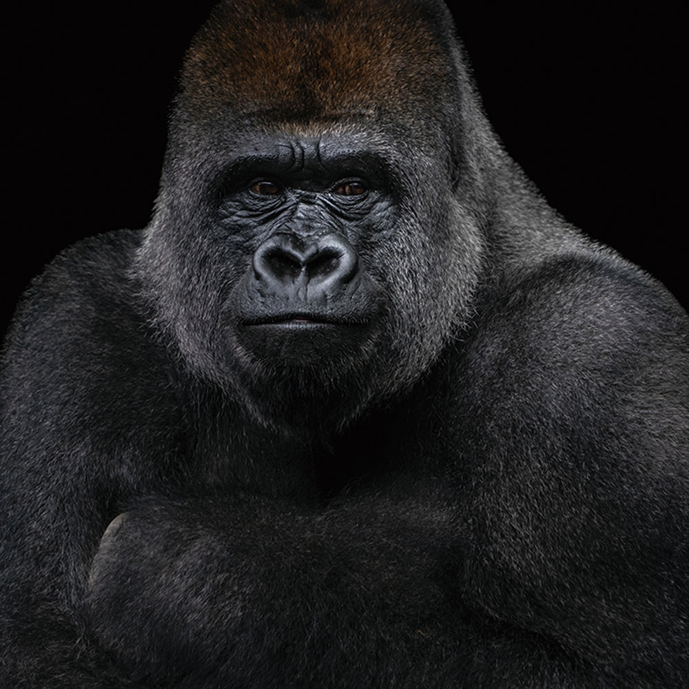 glass picture Gorilla