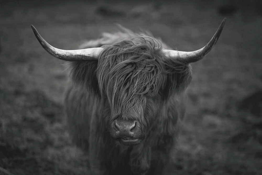 glass picture Highland cattle