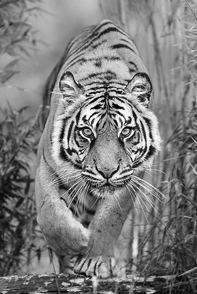 Glass Picture Tiger on the Hunt