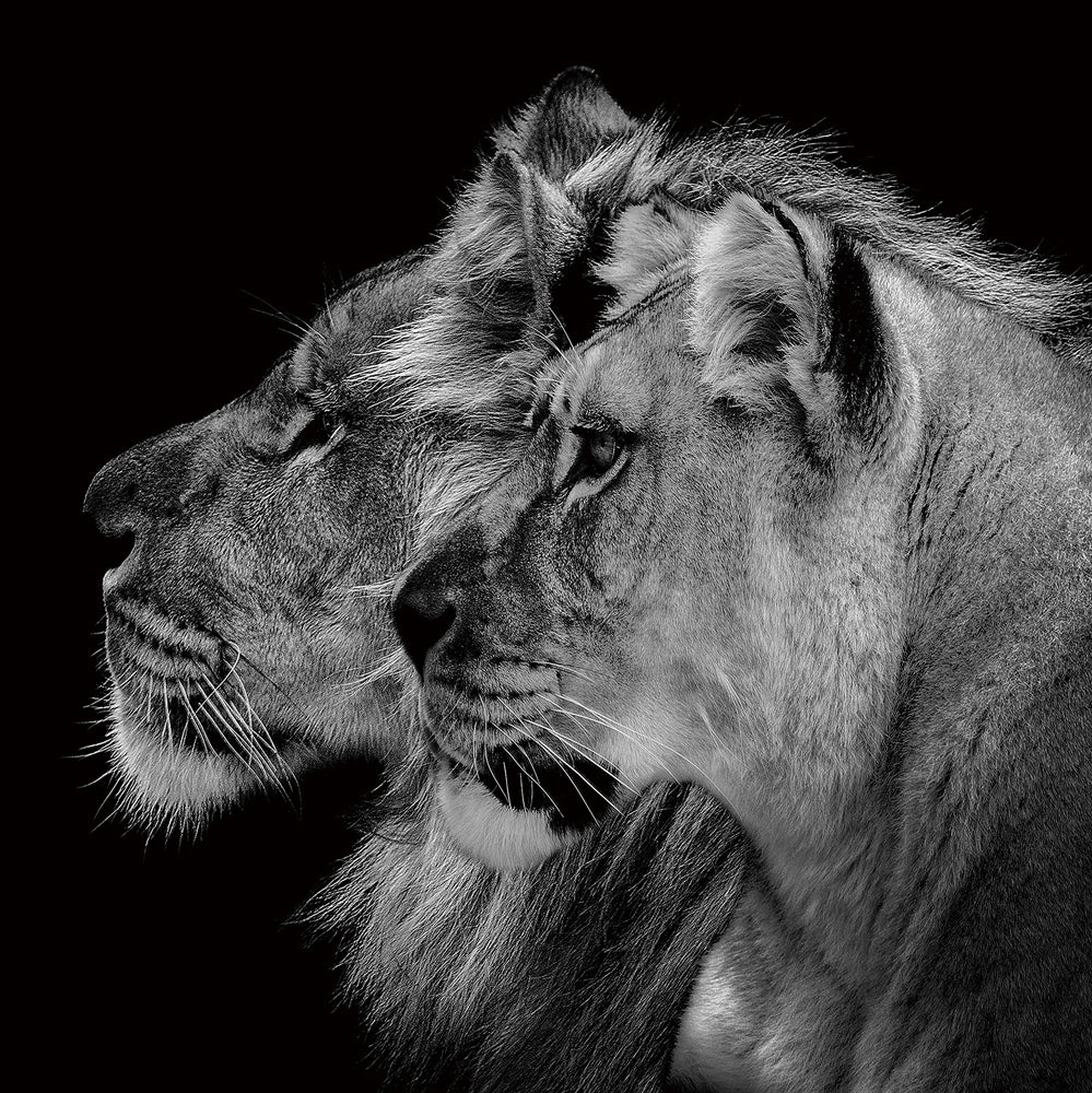 glass picture lion couple