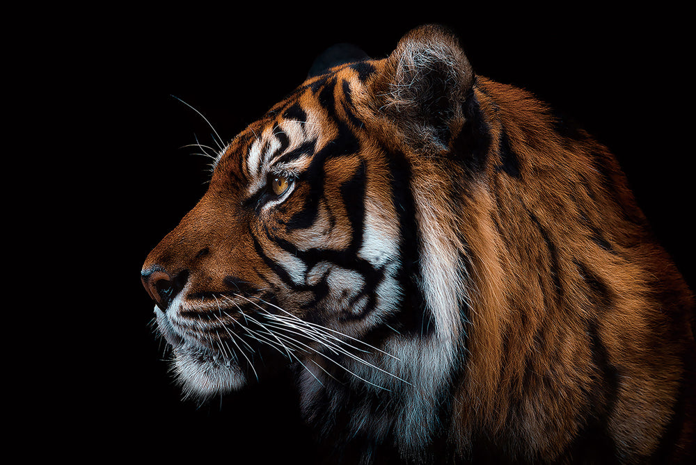 Glasbild Sibirischer Tiger