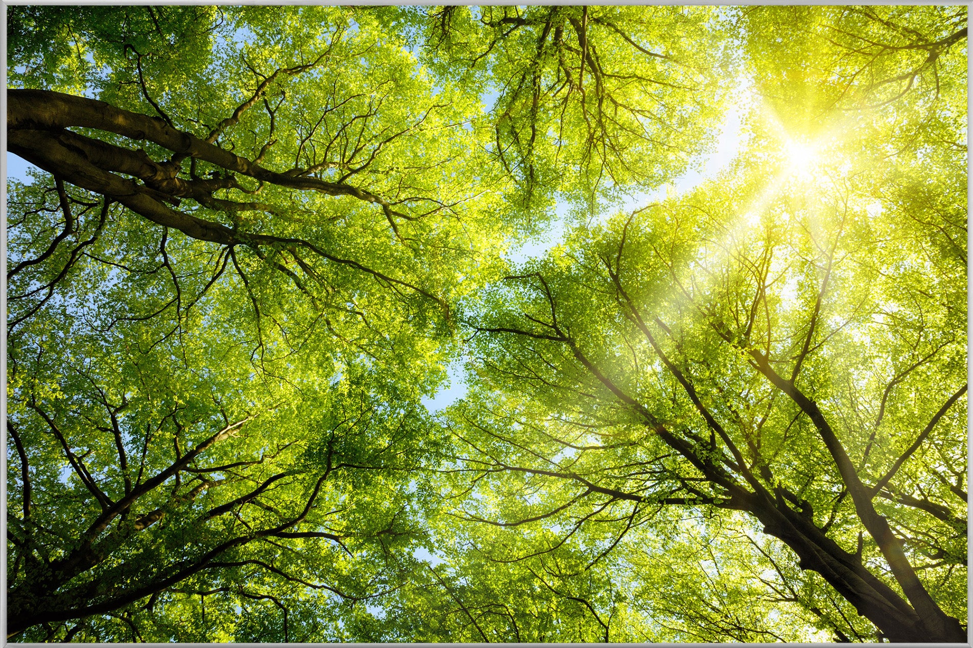 Picture &amp; Frame Treetop 3