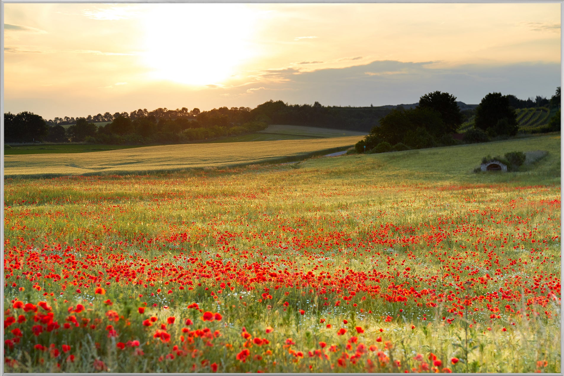 Picture &amp; Frame Meadow with Poppies