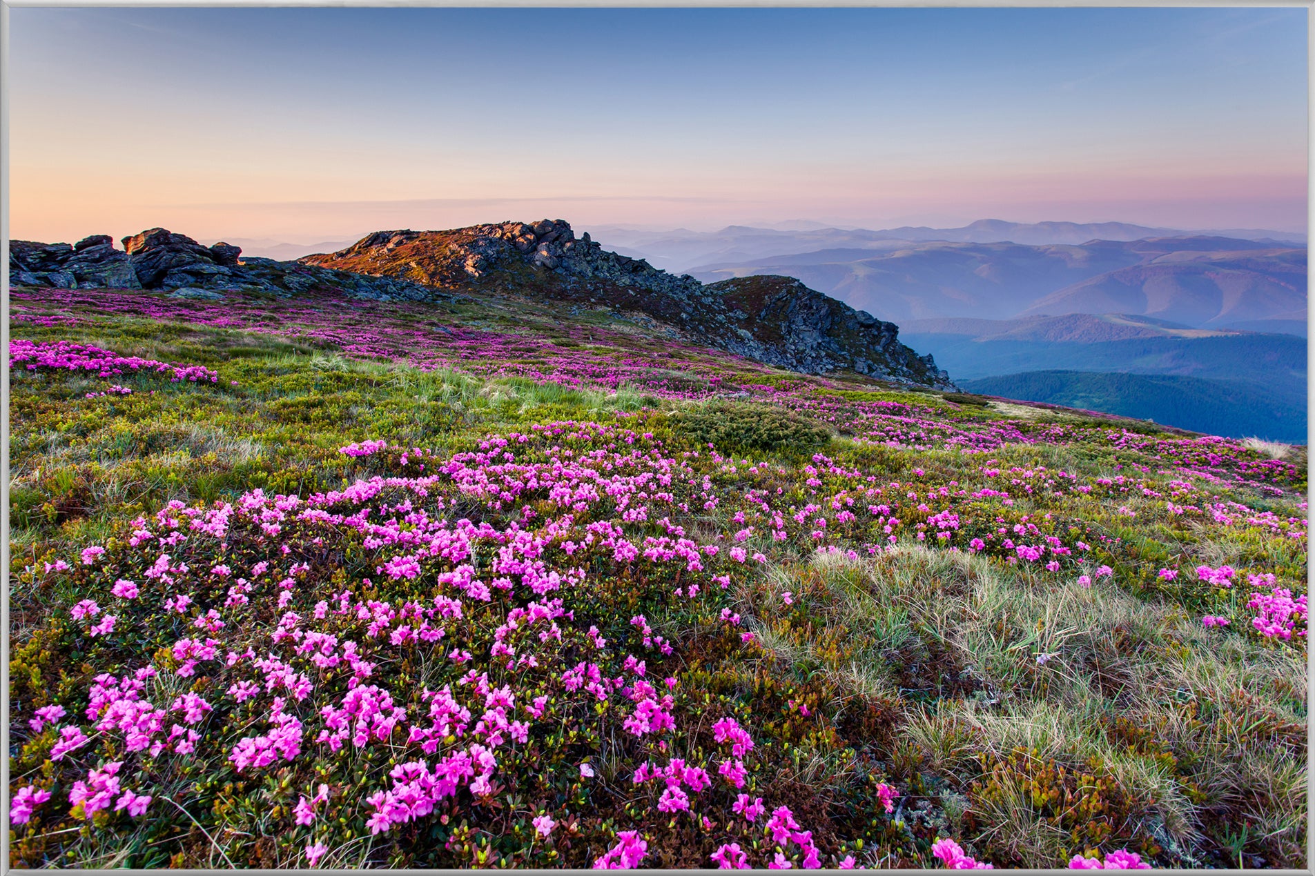 Picture &amp; Frame Alpine landscape with purple flowers