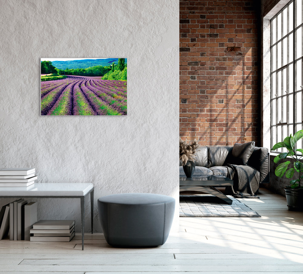 Picture &amp; Frame Lavender Field 1