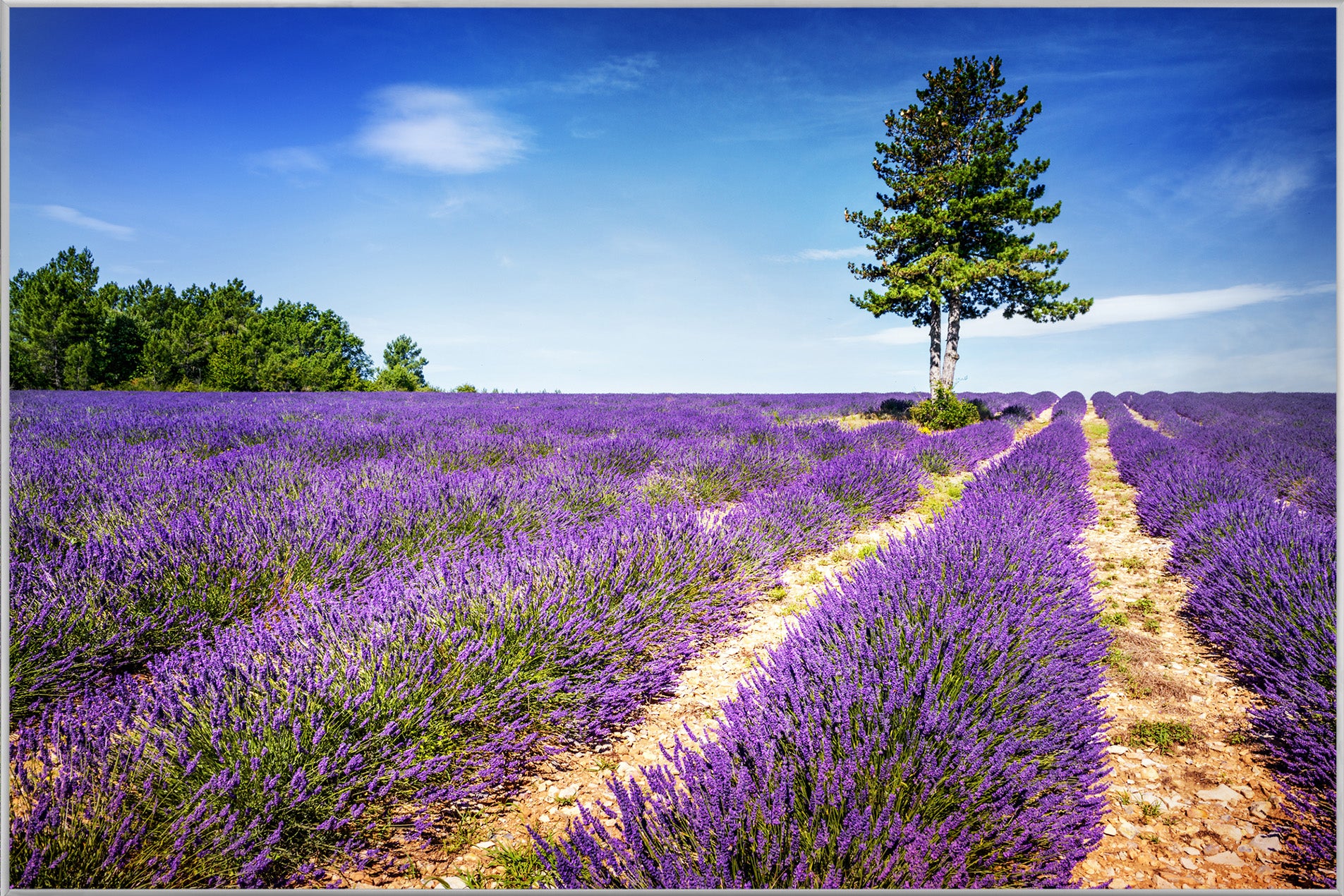 Picture &amp; Frame Lavender Field 2