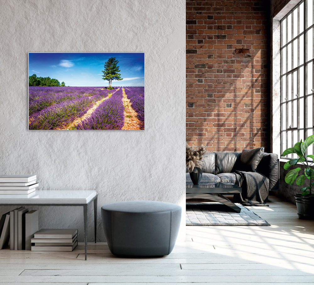 Picture &amp; Frame Lavender Field 2