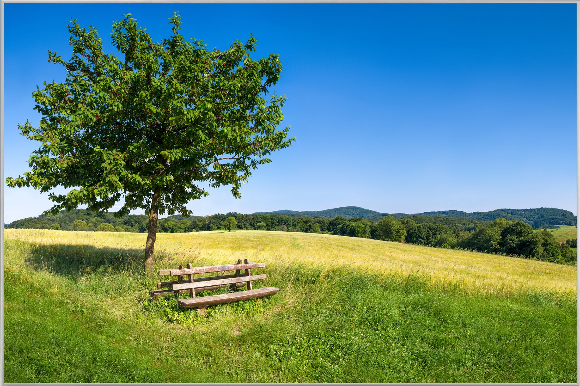 Picture &amp; Frame Tree with Bench