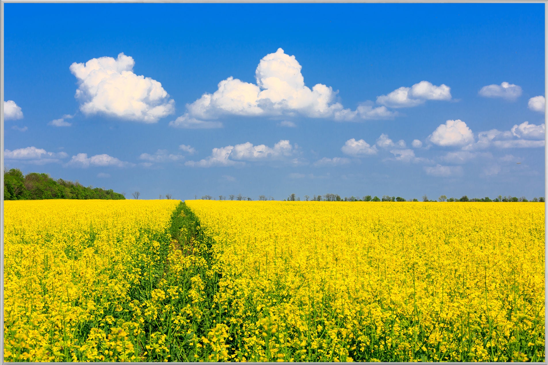Picture &amp; Frame Yellow Rapeseed Field
