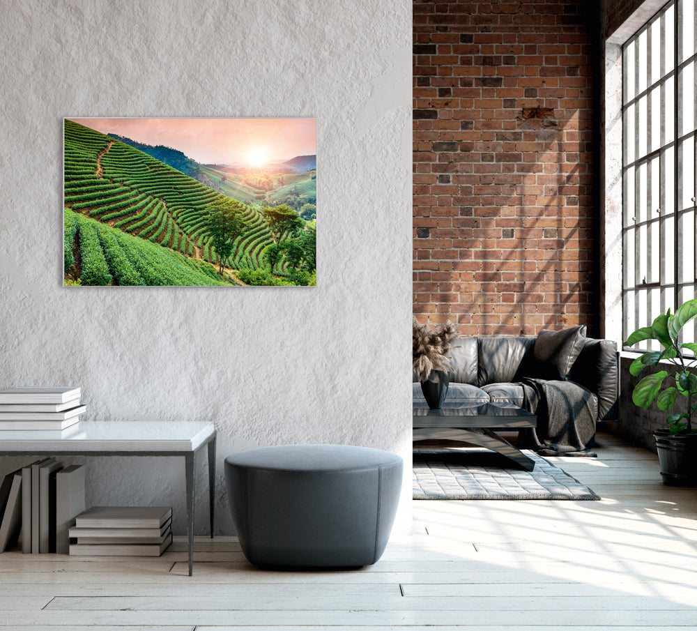 Picture &amp; Frame Vineyards