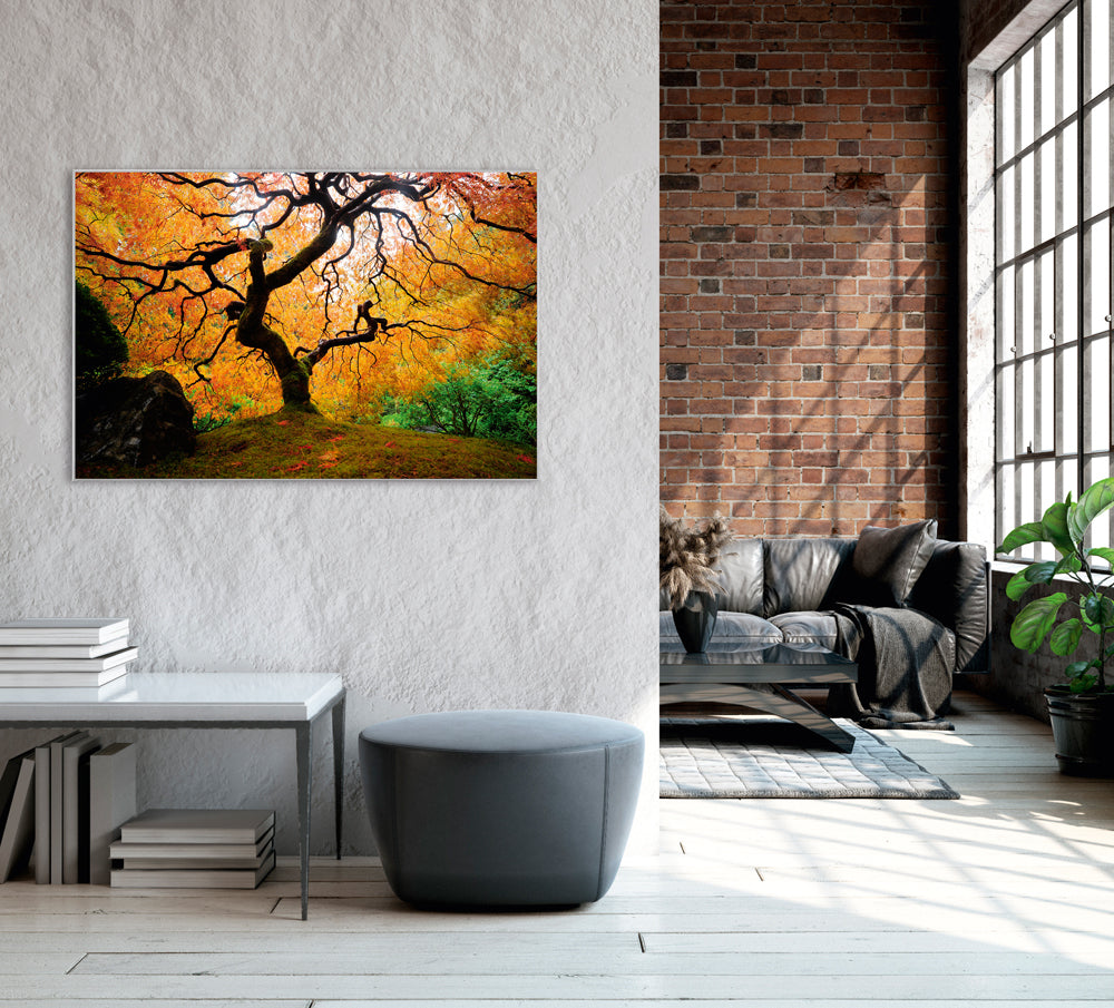 Picture &amp; Frame The Tree