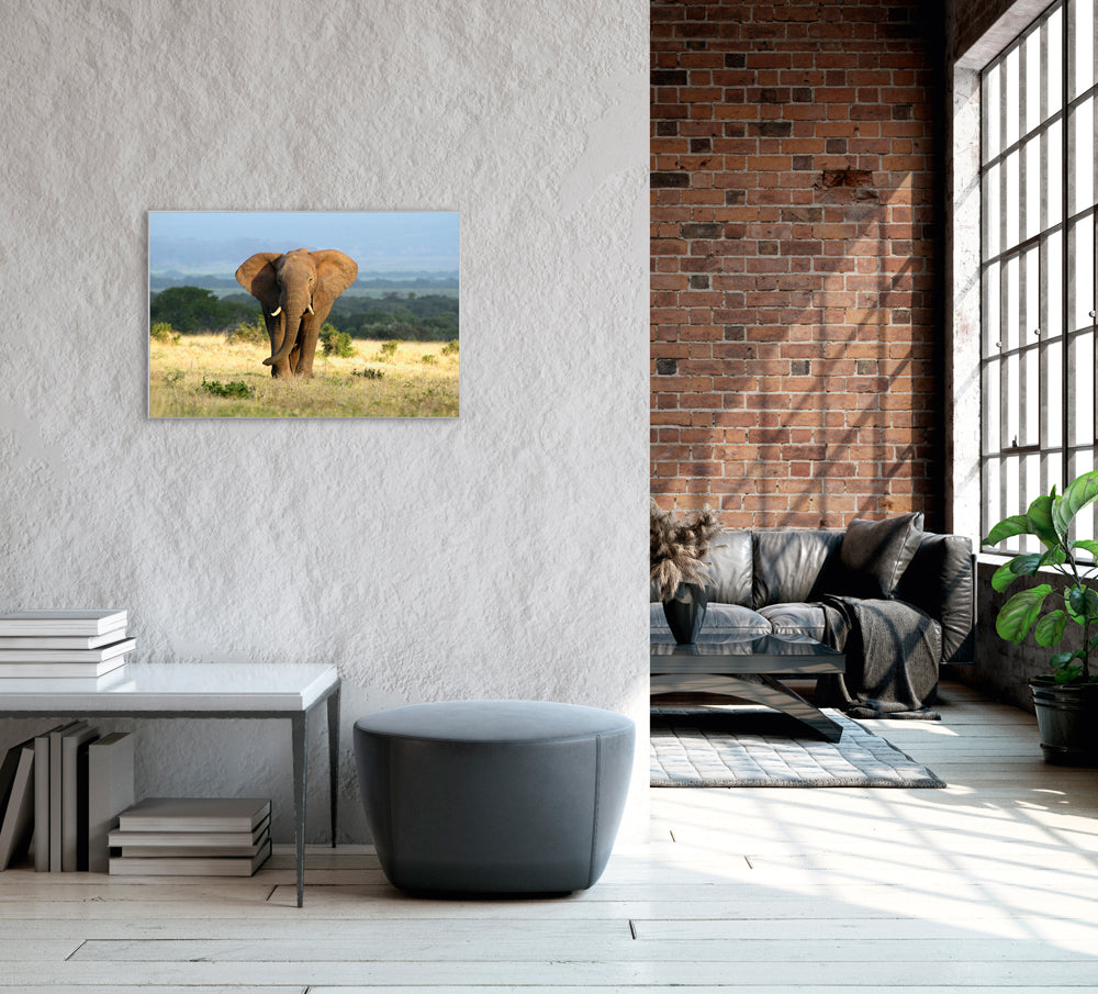 Picture &amp; Frame Elephant in the Steppe