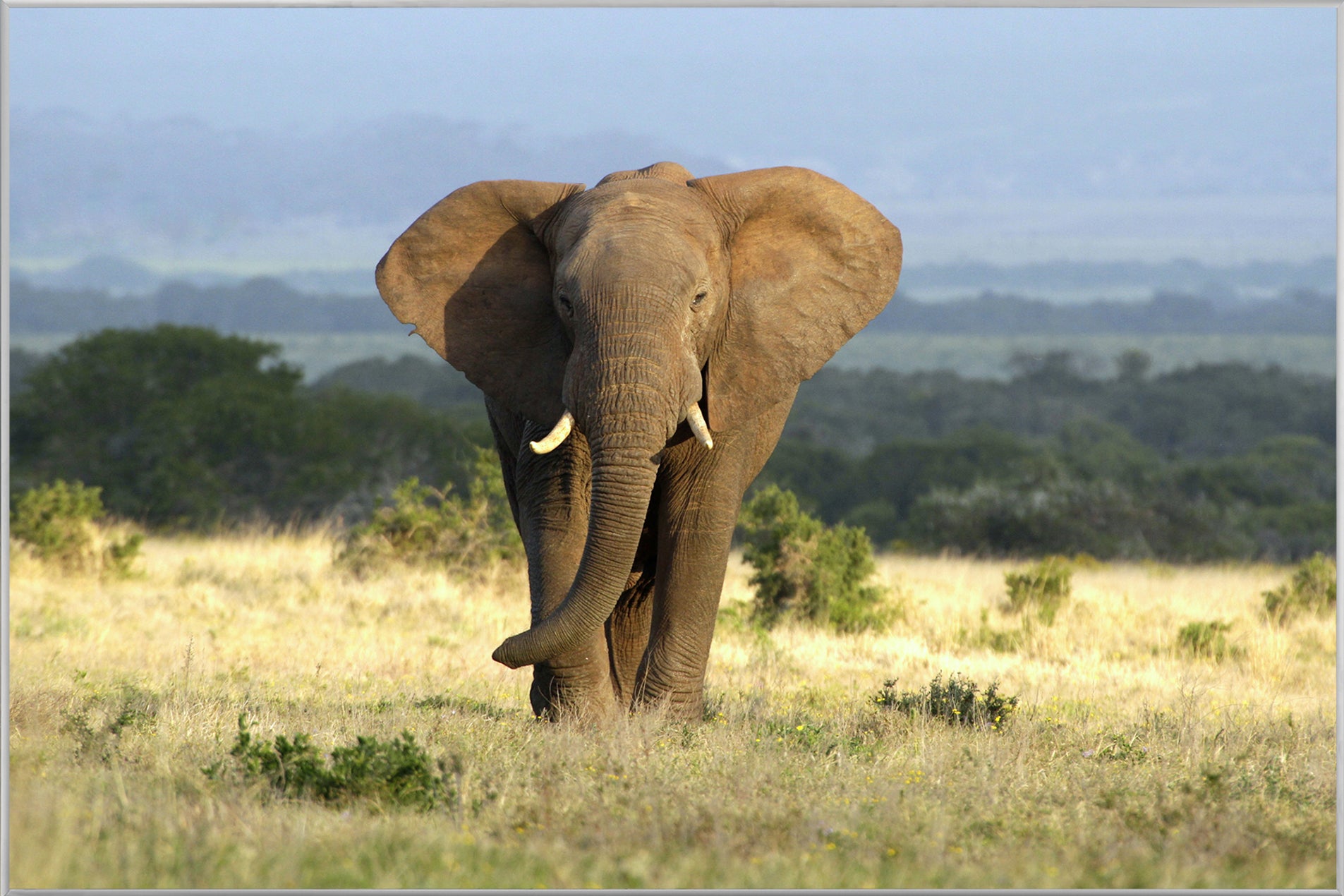 Picture &amp; Frame Elephant in the Steppe