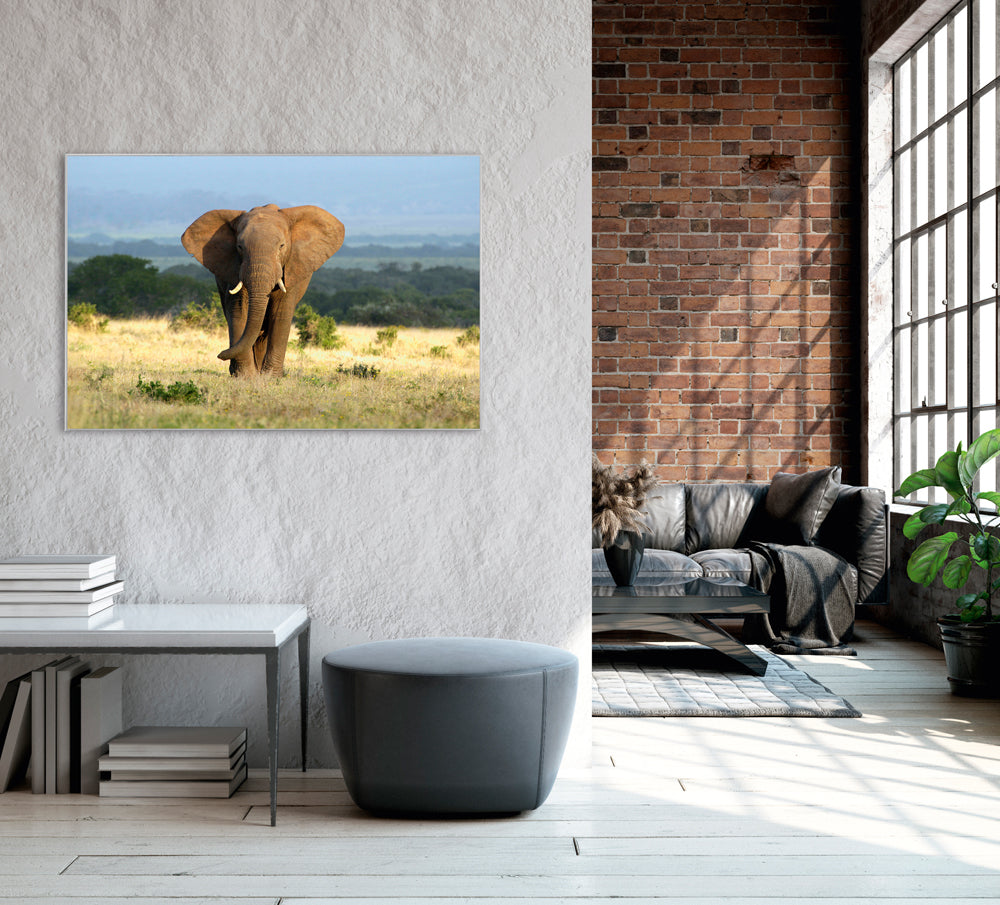 Picture &amp; Frame Elephant in the Steppe