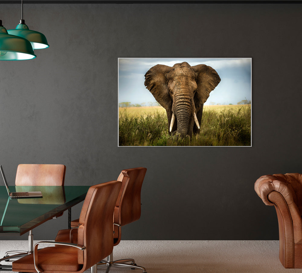 Picture &amp; Frame Large Elephant
