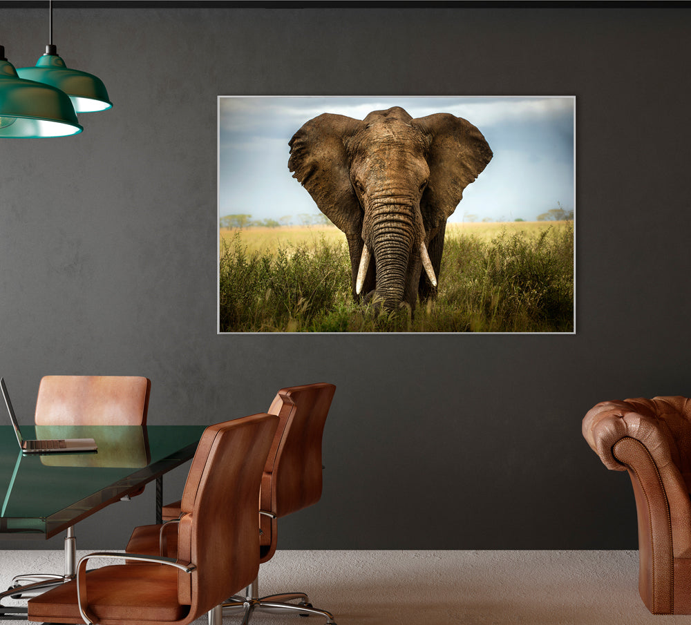 Picture &amp; Frame Large Elephant