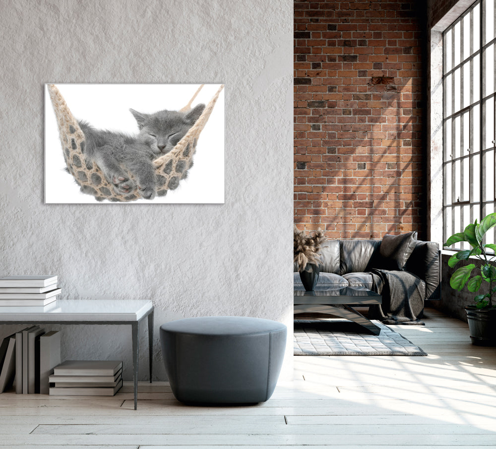 Picture &amp; Frame Kitten in the Hammock