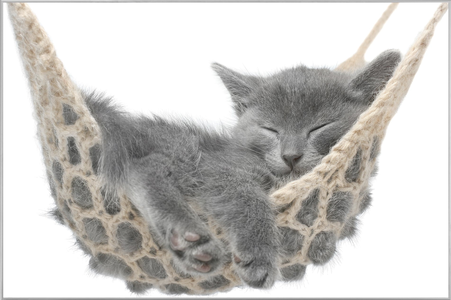 Picture &amp; Frame Kitten in the Hammock