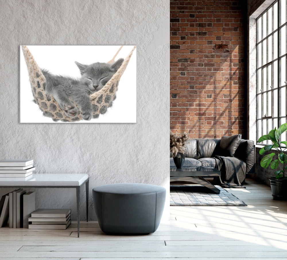 Picture &amp; Frame Kitten in the Hammock