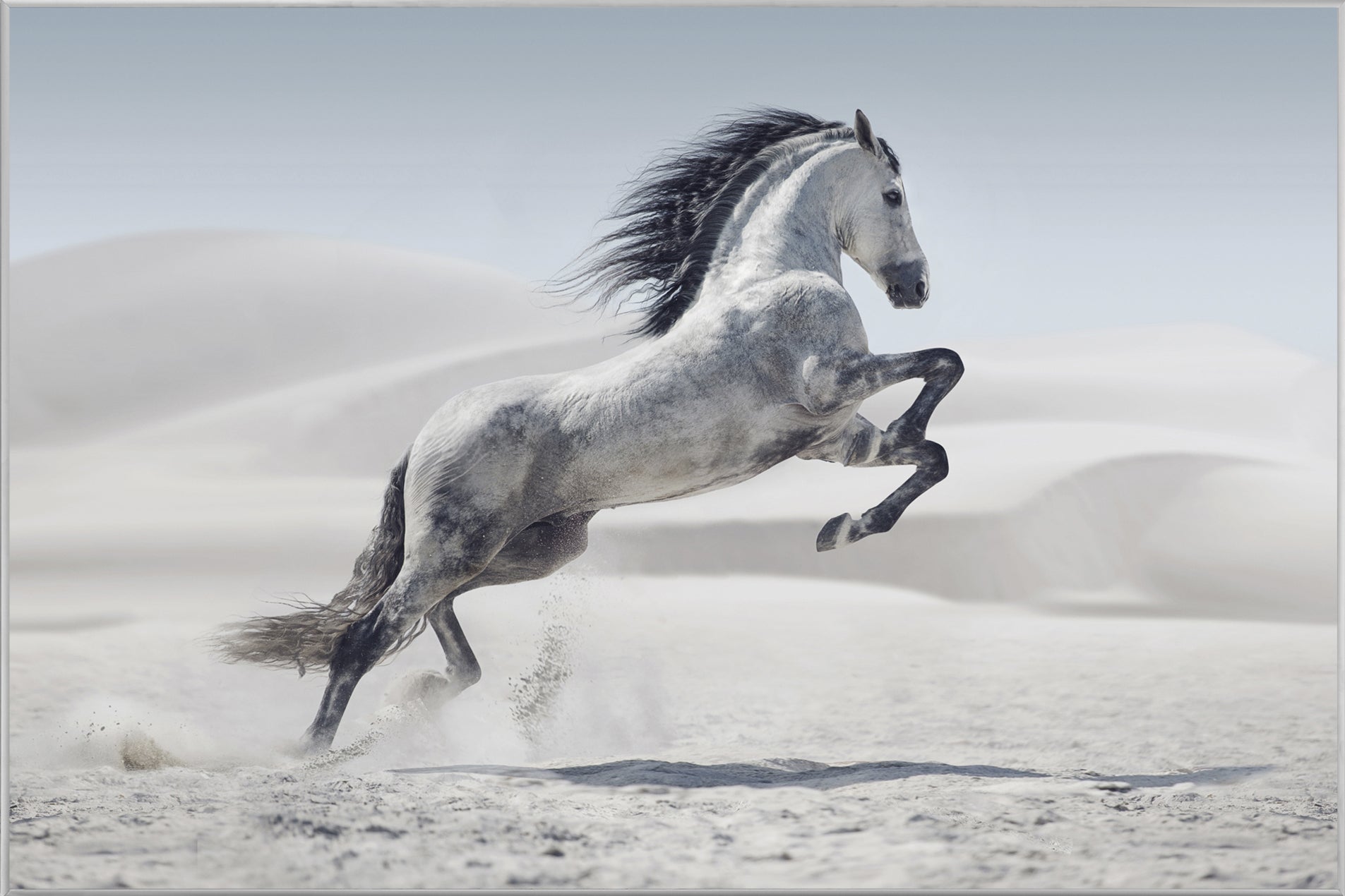 Picture &amp; Frame Wild Horse