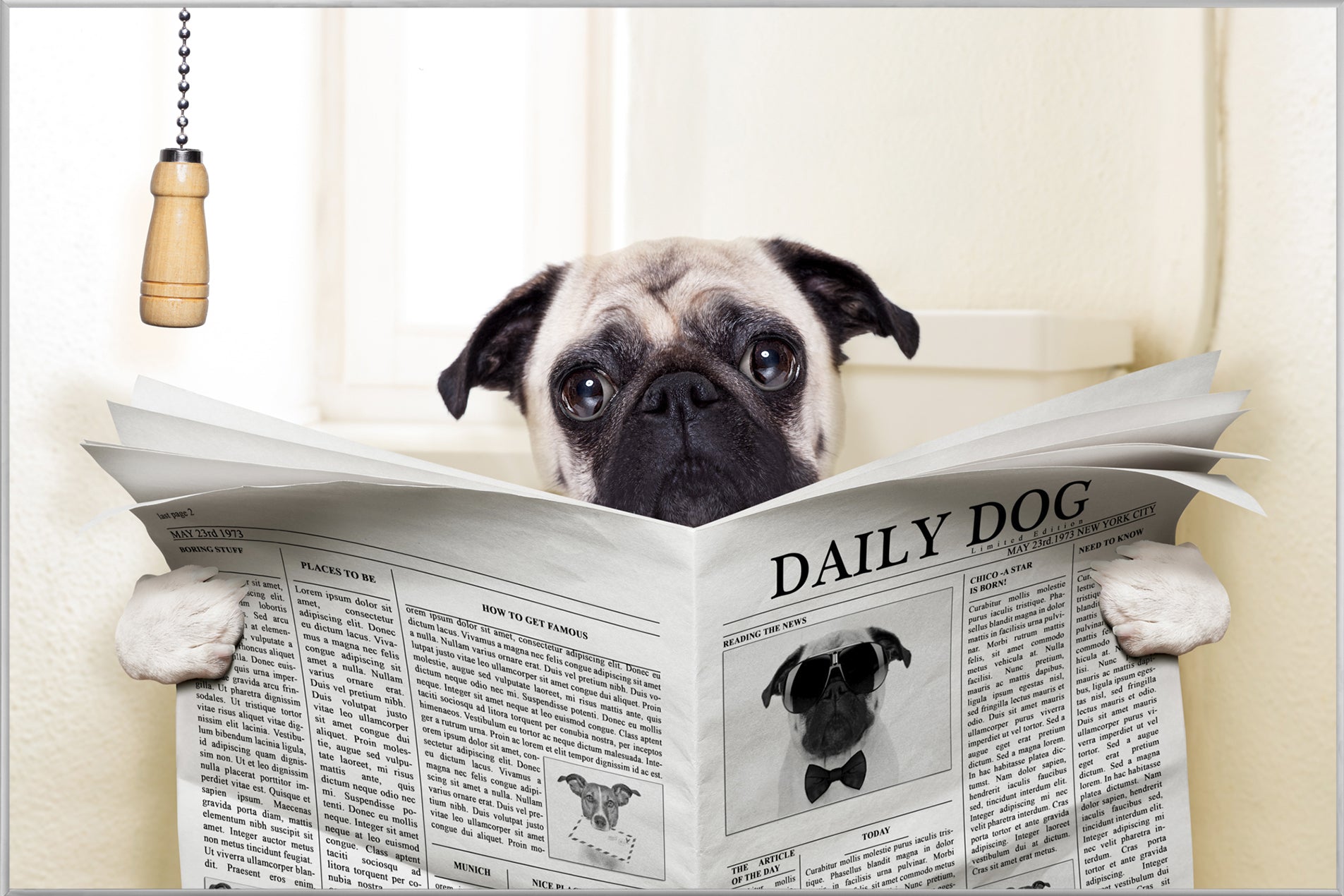 Picture &amp; Frame Pug with Newspaper