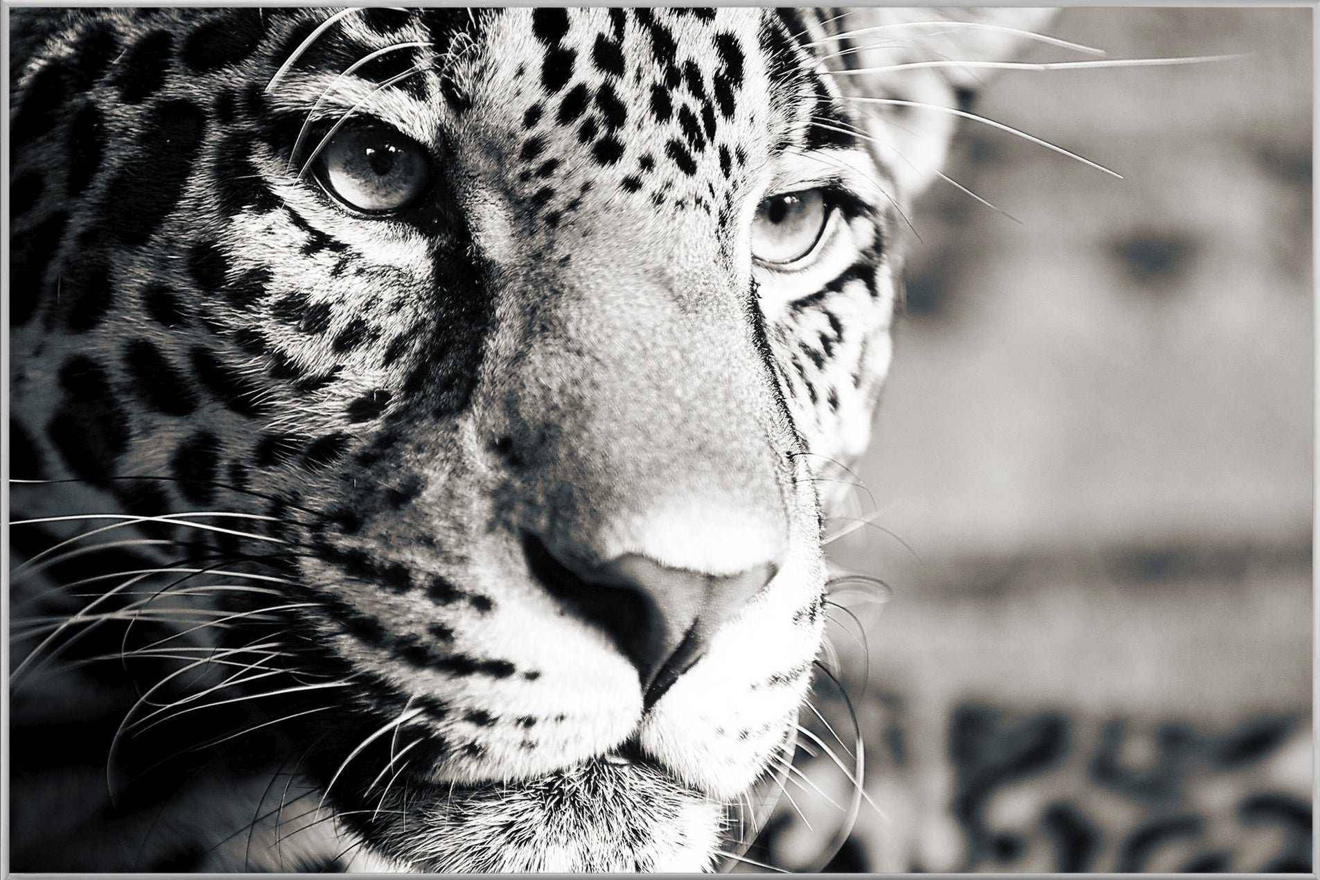 Picture &amp; Frame Leopard