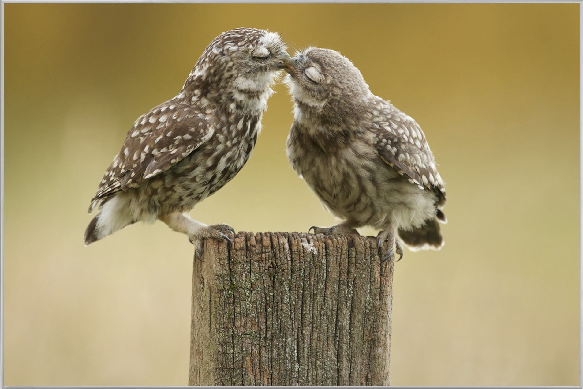Picture &amp; Frame Owls in Love