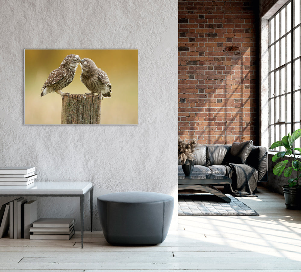 Picture &amp; Frame Owls in Love
