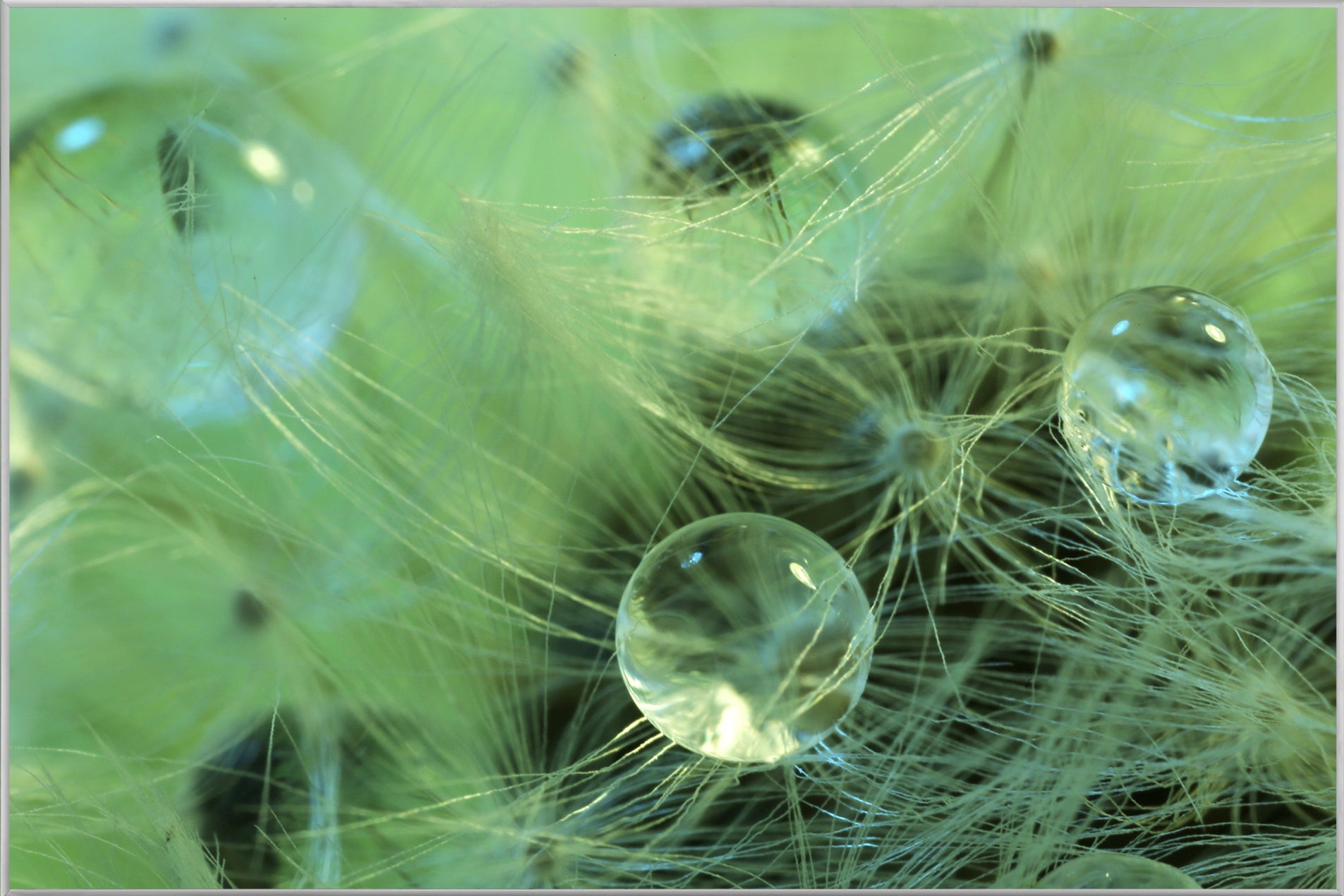Image et cadre Perles d'eau sur une plante délicate