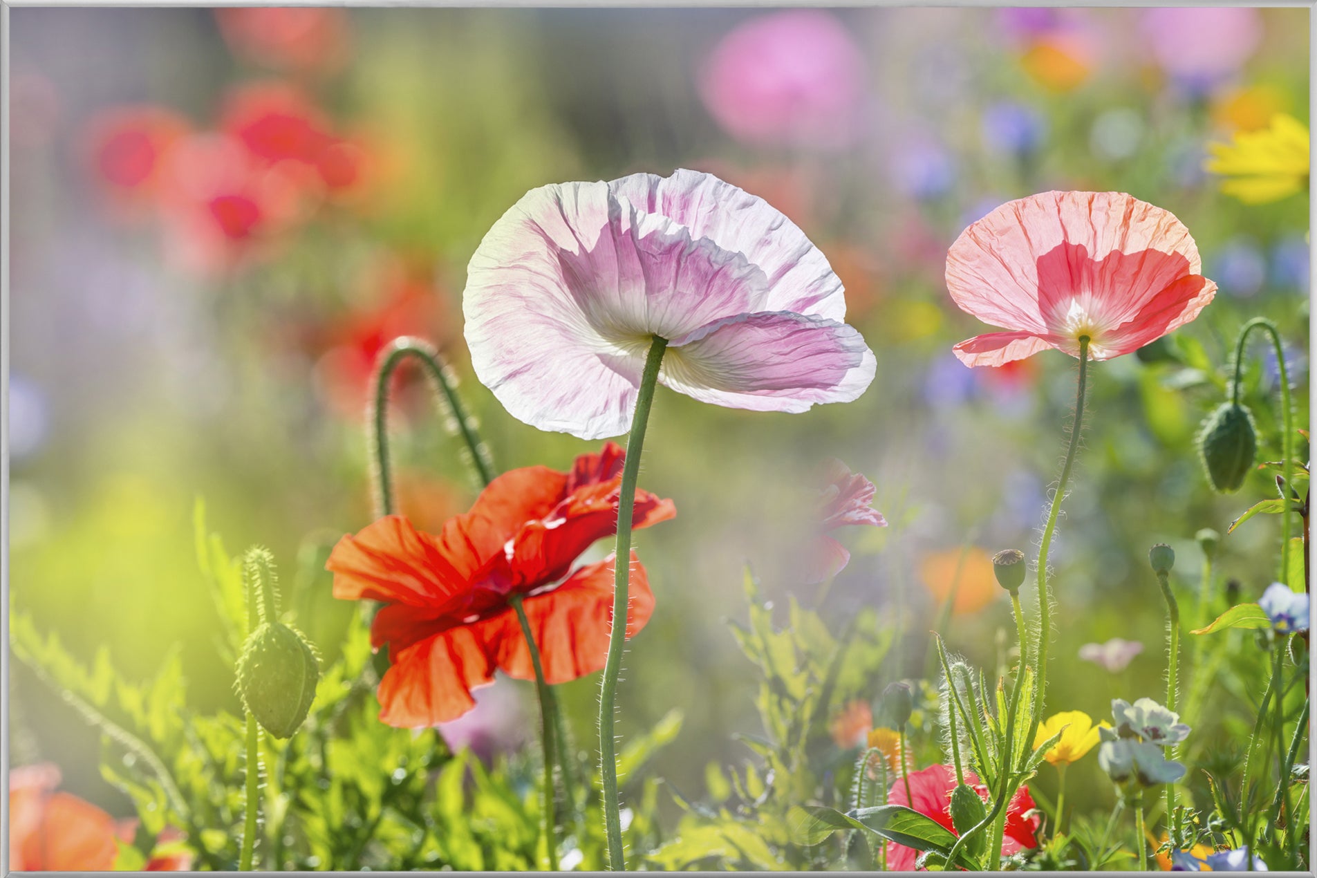 Picture &amp; Frame Poppies 4