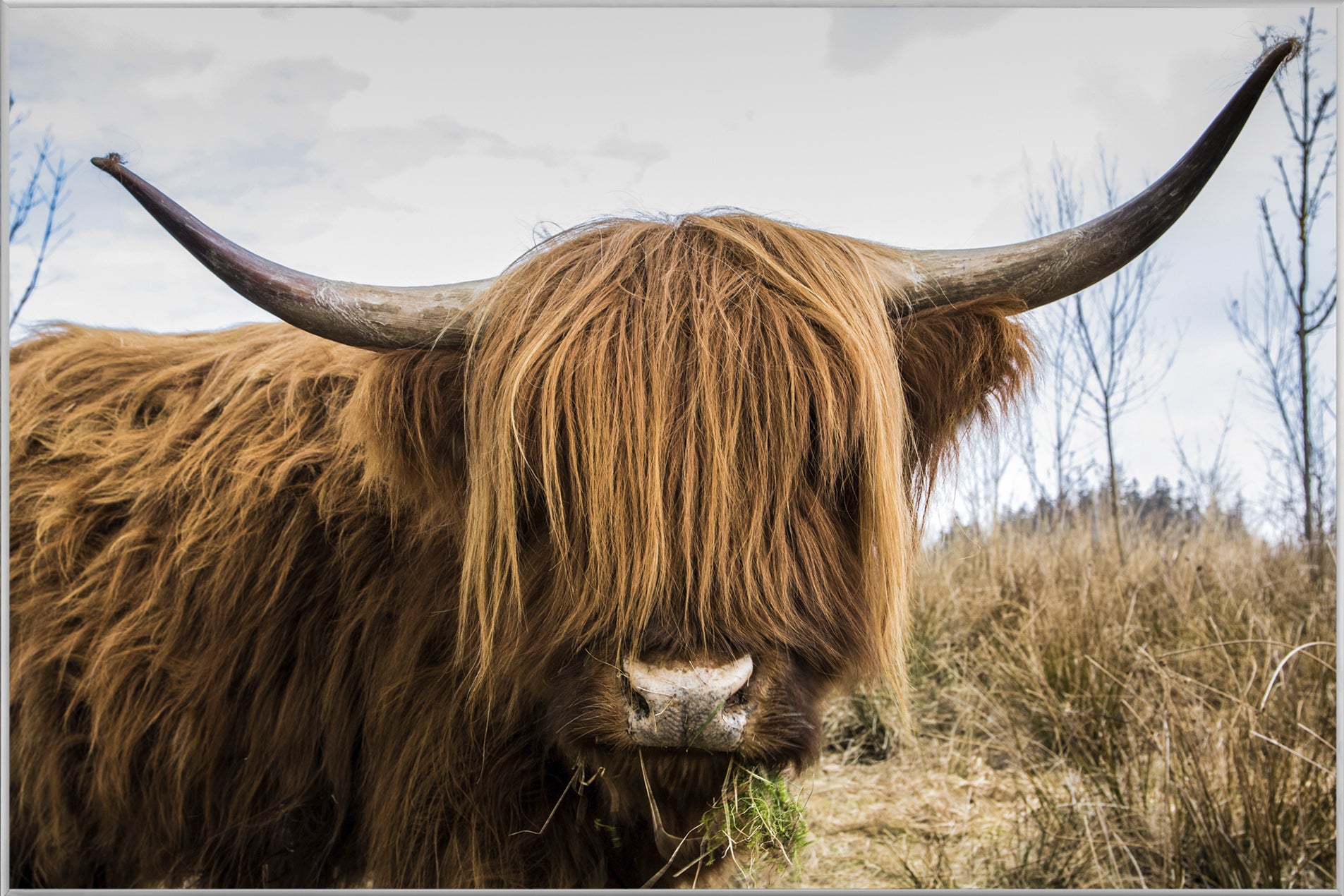 Picture &amp; Frame Scottish Highland Cattle