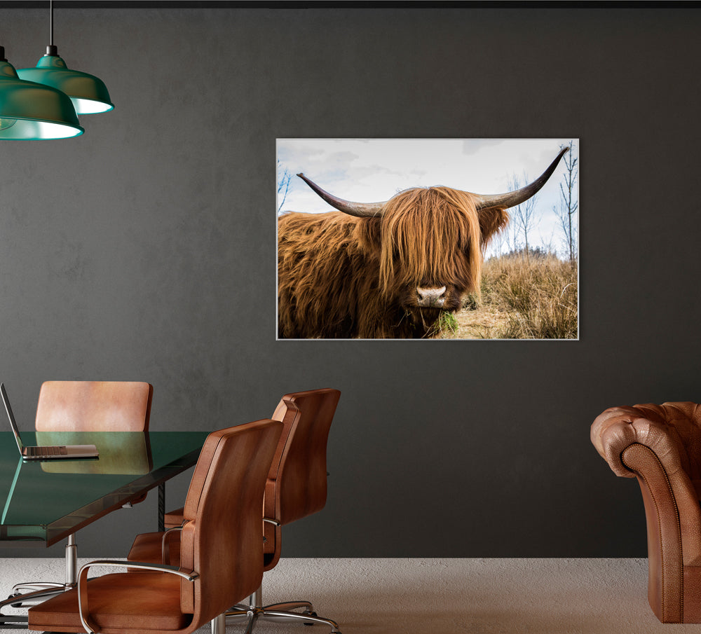 Picture &amp; Frame Scottish Highland Cattle
