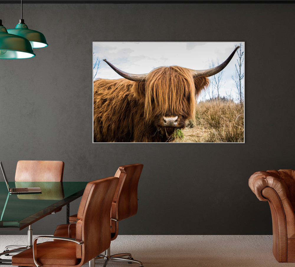 Picture &amp; Frame Scottish Highland Cattle